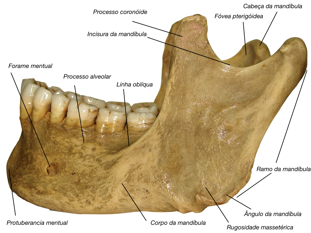 Mandibula