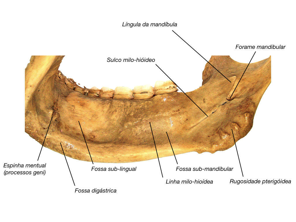 Mandíbula - Fabreu